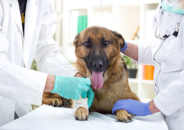 veterinary medicine manufacturers in india